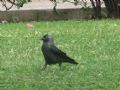 Corvus monedula